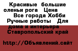 Красивые  большие оленьи рога › Цена ­ 3 000 - Все города Хобби. Ручные работы » Для дома и интерьера   . Ставропольский край